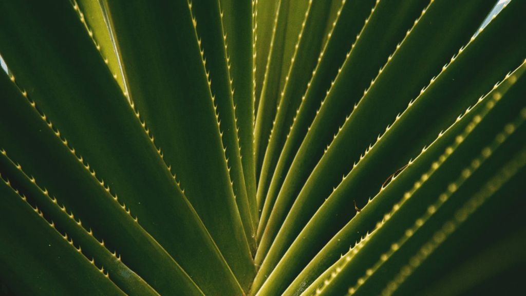 Detailed macro of lush green succulent leaves in geometric pattern.