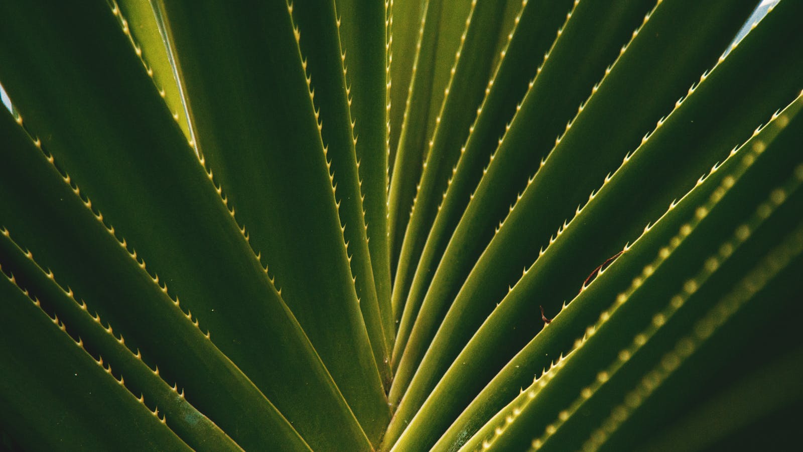 Aloe vera Saft und Kinesiologie: Eine natürliche Symbiose für Ihr Wohlbefinden